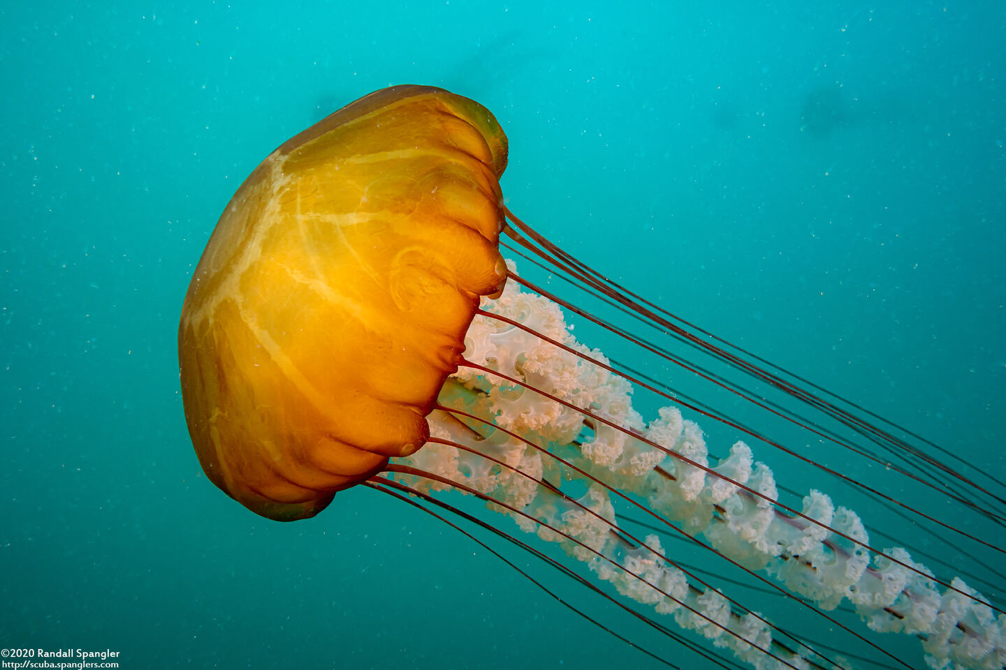 Chrysaora fuscescens (Brown Jellyfish)