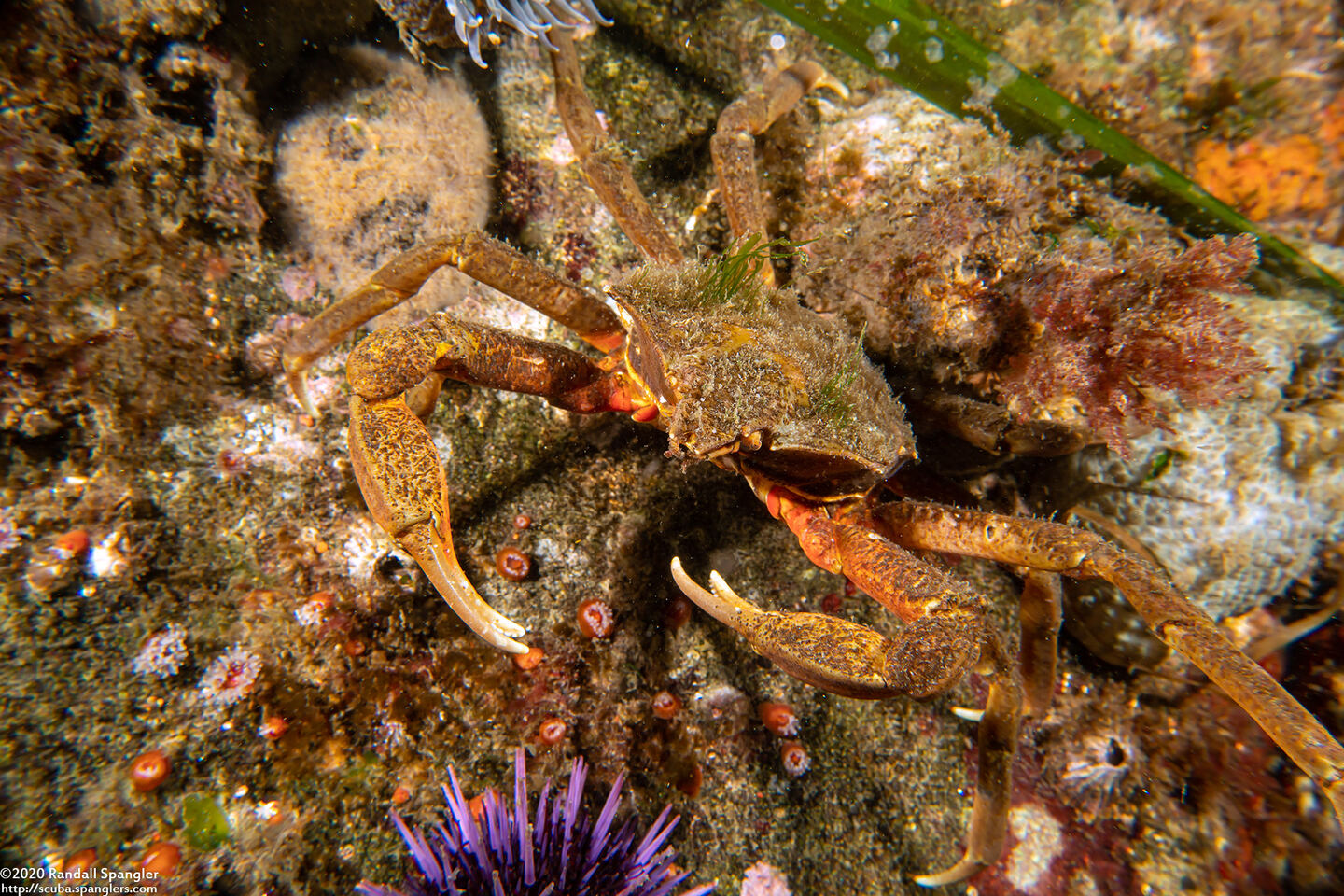 Pugettia producta (Northern Kelp Crab)