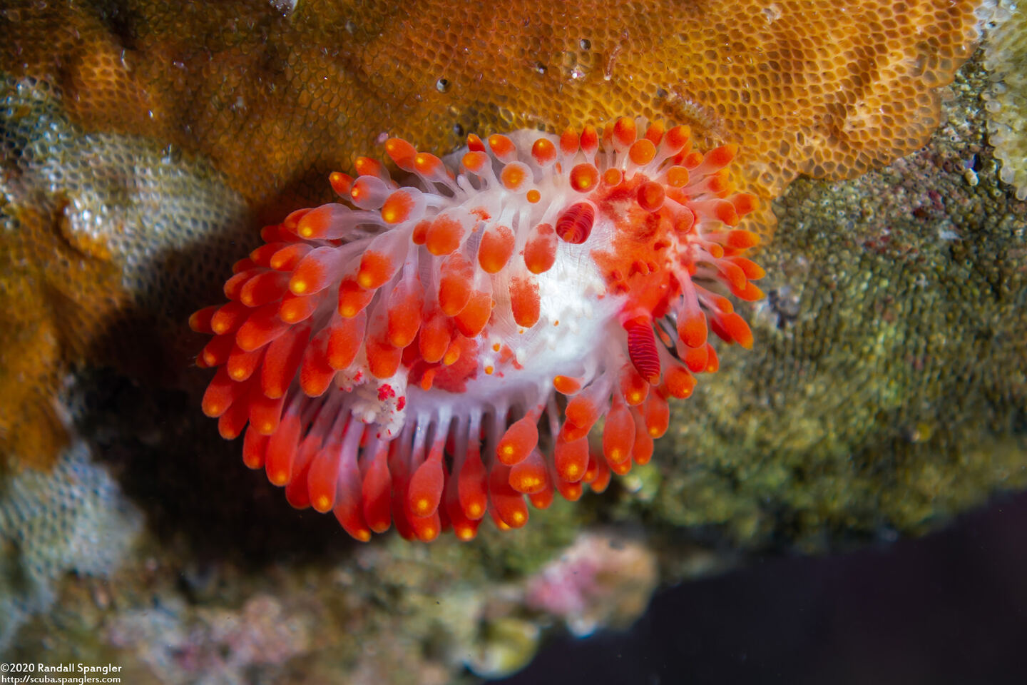 Limacia cockerelli (Cockerell's Dorid)