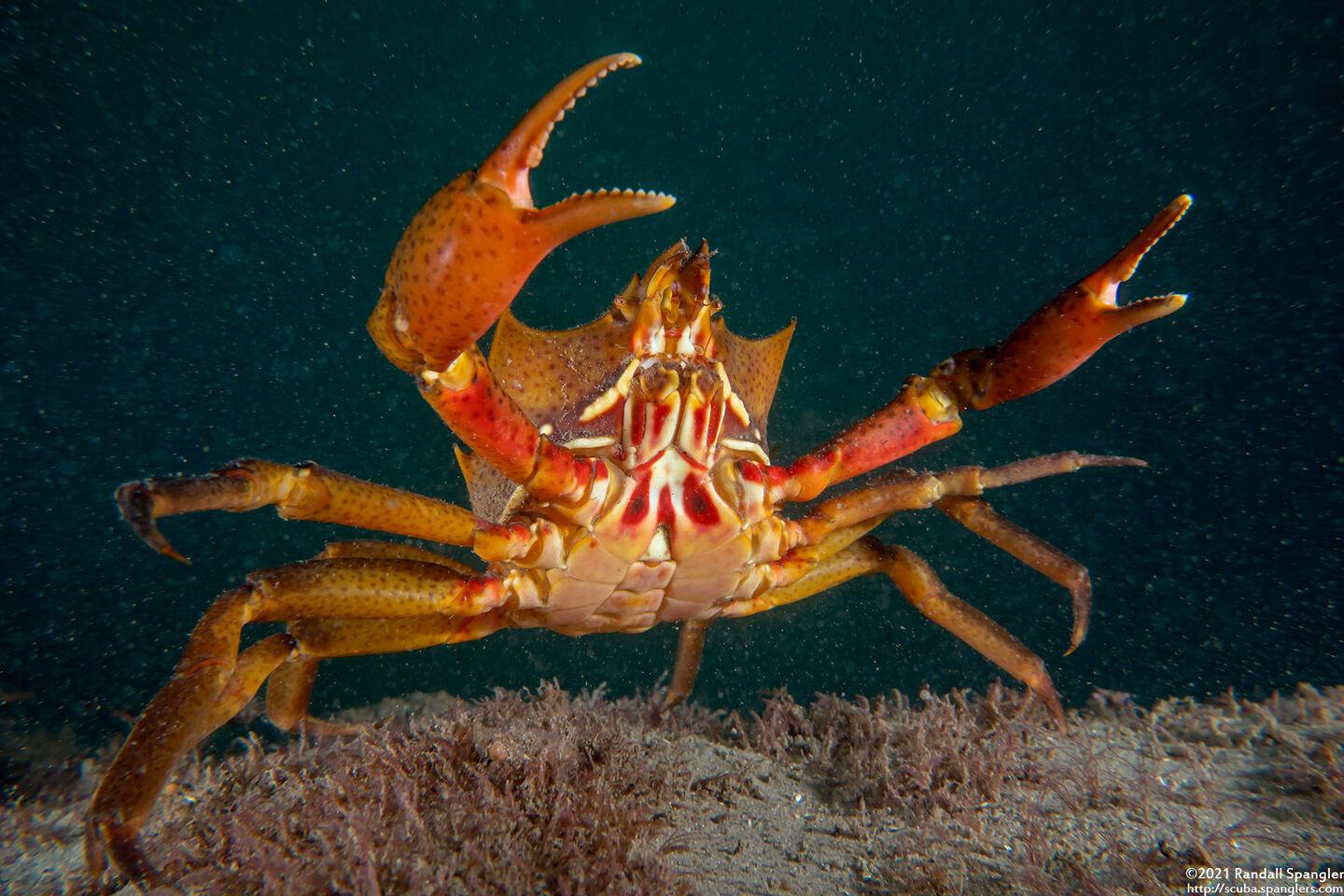 Pugettia producta (Northern Kelp Crab)