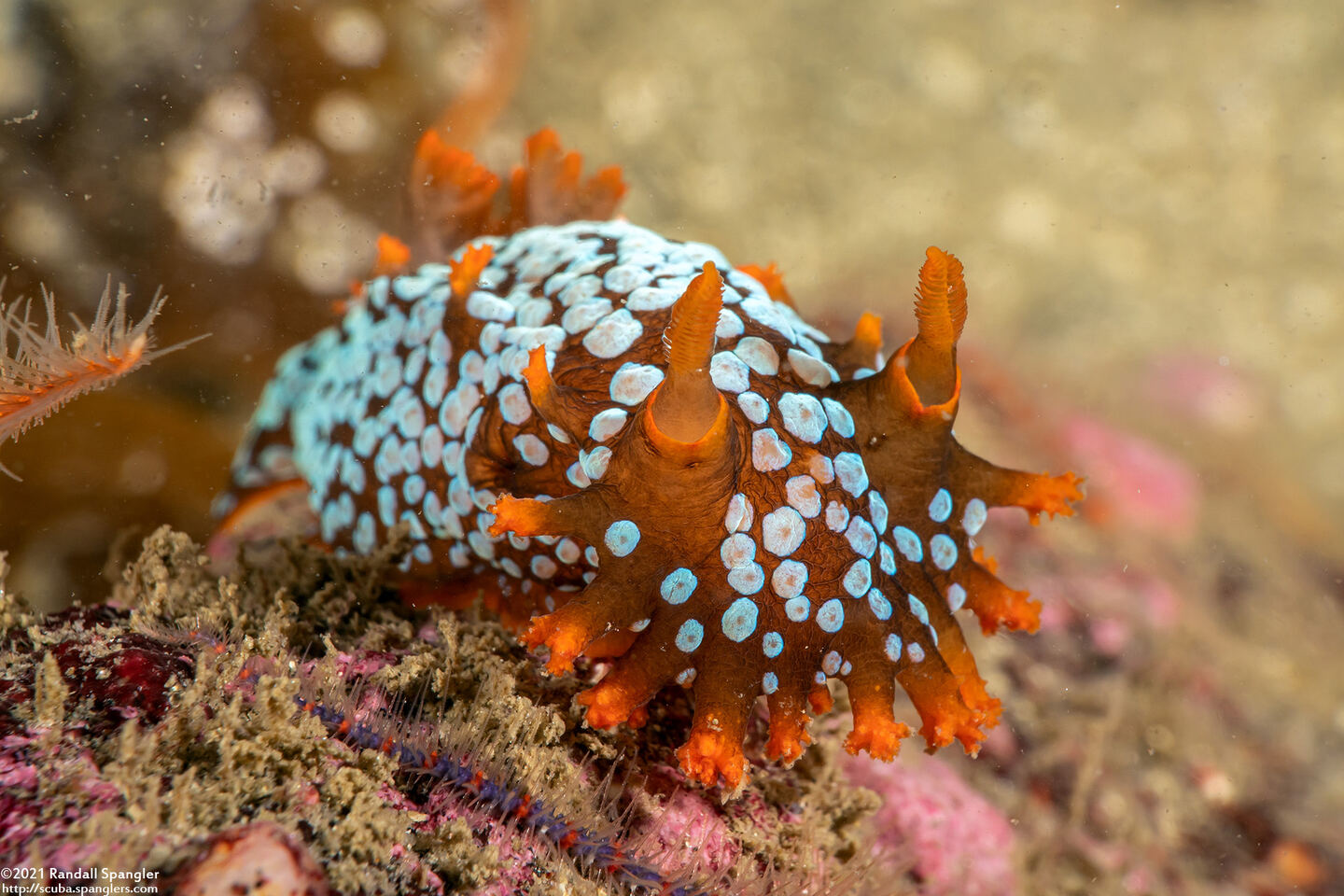 Triopha maculata (Spotted Triopha)