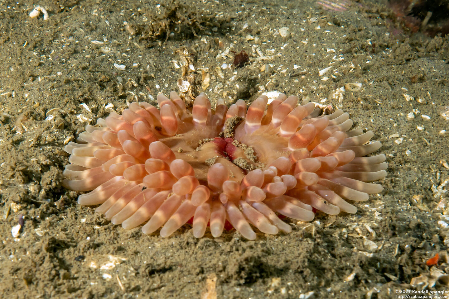 Urticina clandestina (Urticina Clandestina)