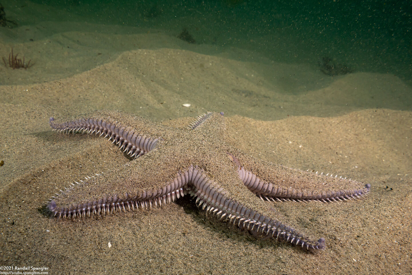 Astropecten armatus (Spiny Sand Star)