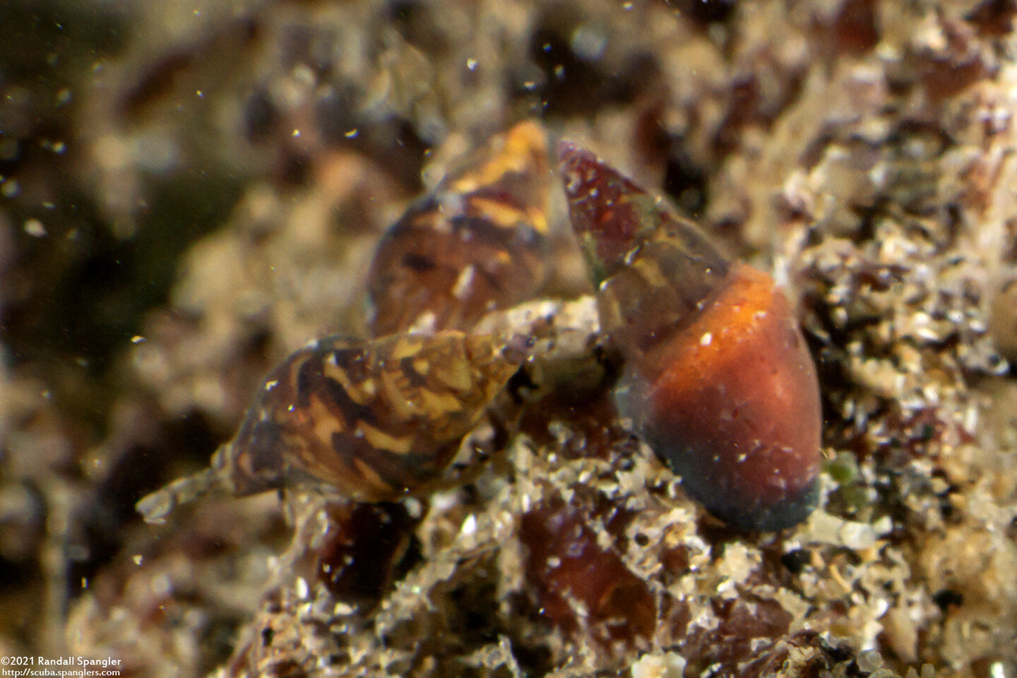 Alia carinata (Carinate Dovesnail)