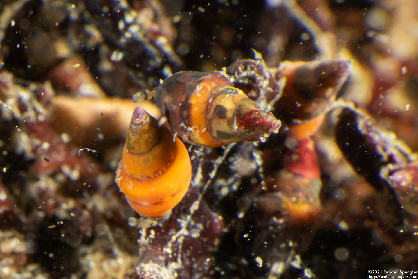 Alia carinata (Carinate Dovesnail)