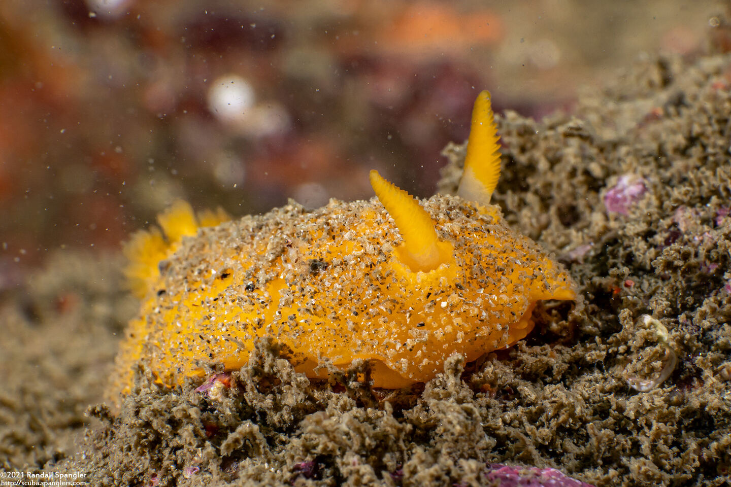 Doris montereyensis (Monterey Dorid)