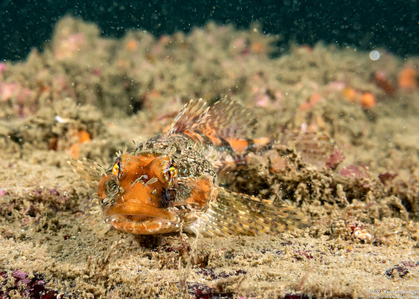 Artedius corallinus (Coralline Sculpin)