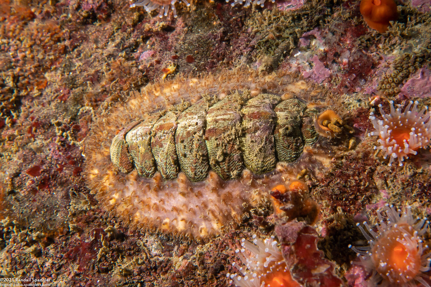Mopalia ciliata (Hairy Chiton)