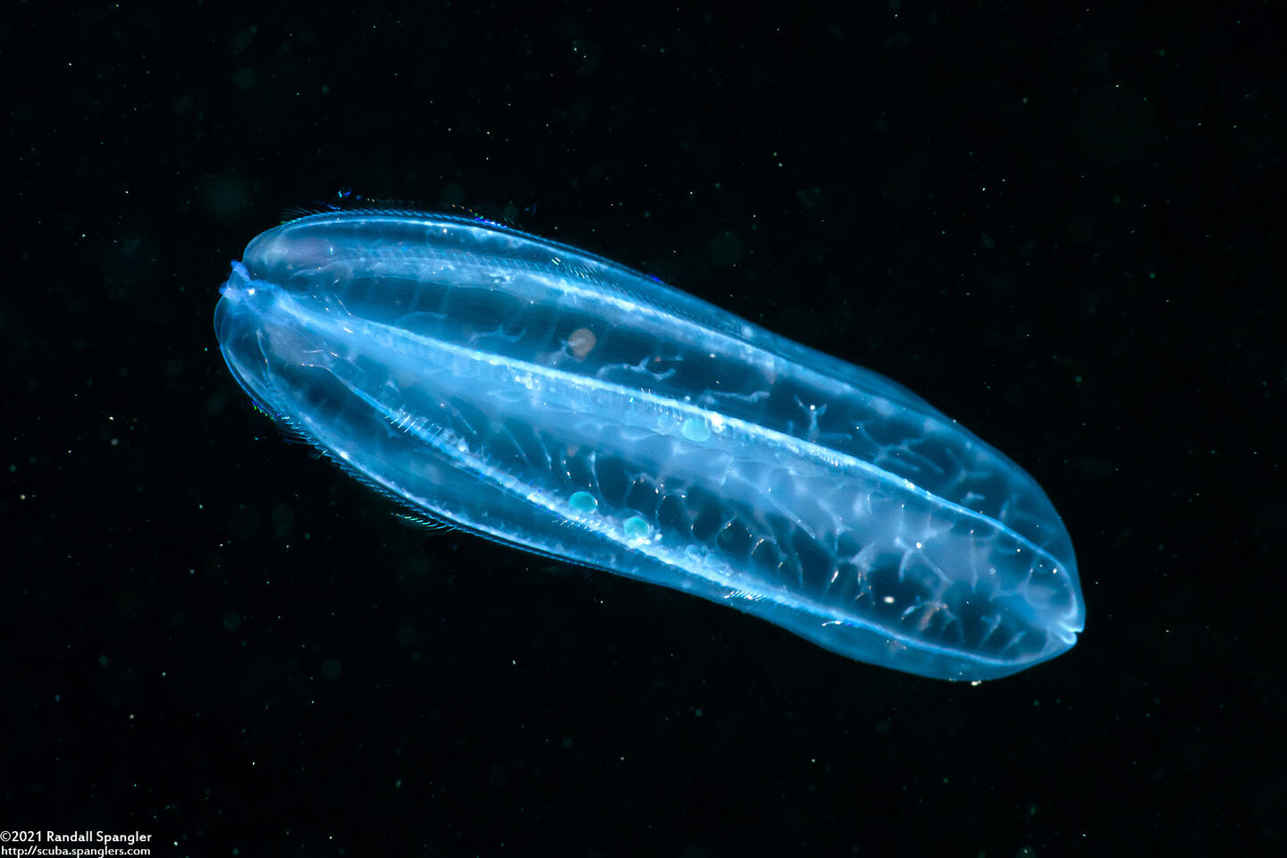 Beroe cucumis (Beroe cucumis)