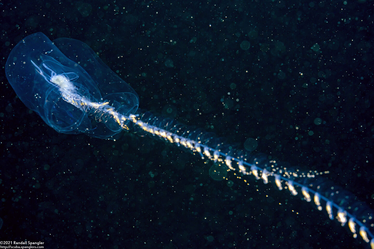 Praya sp.1 (Praya sp.1)