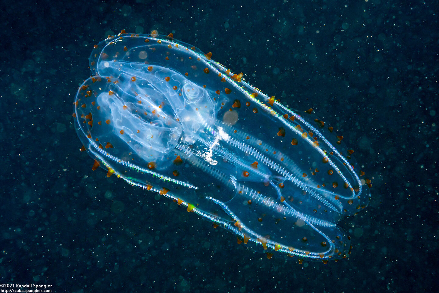 Leucothea pulchra (Leucothea Pulchra)