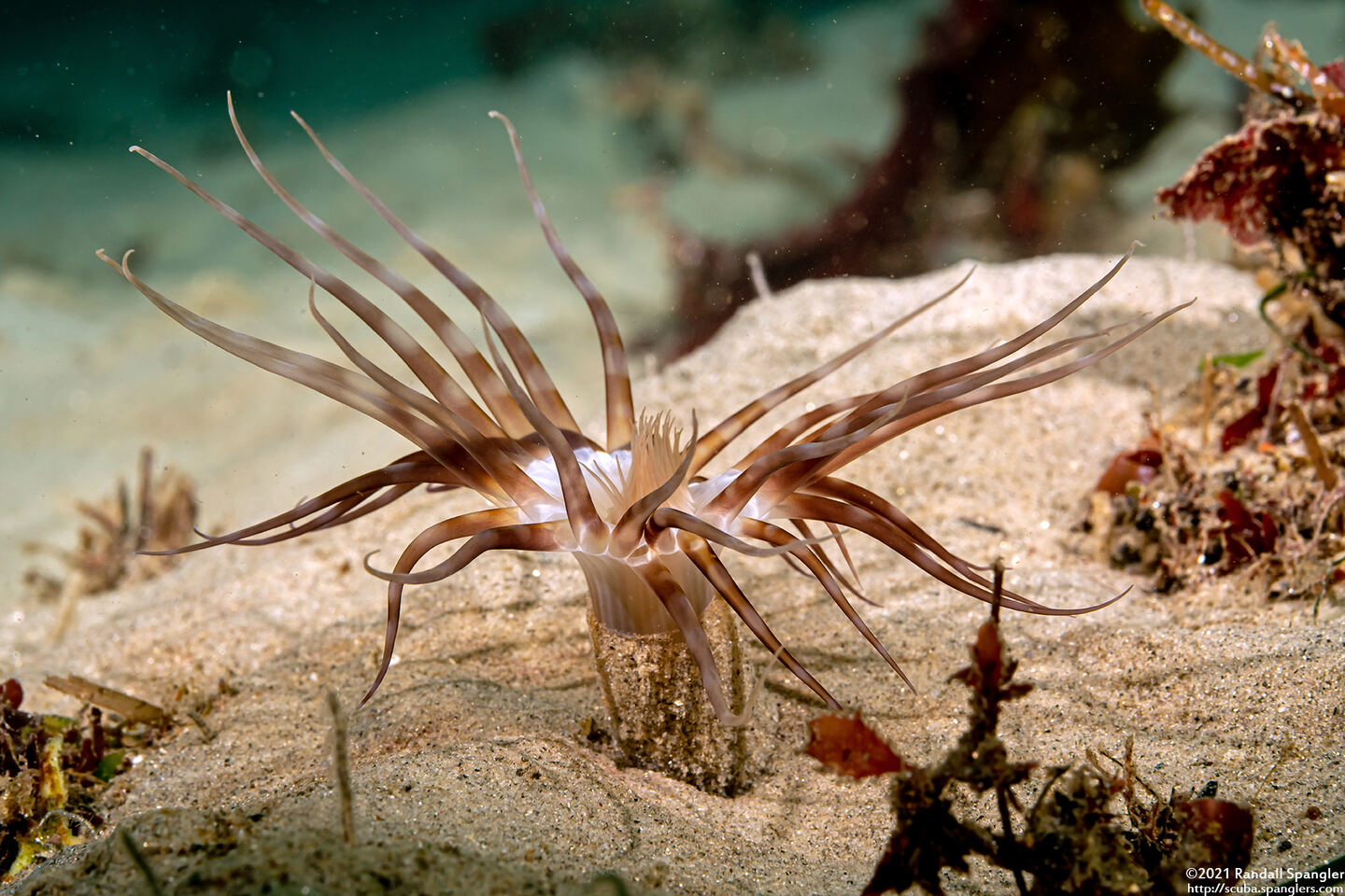 Pachycerianthus fimbriatus (Tube-Dwelling Anemone)