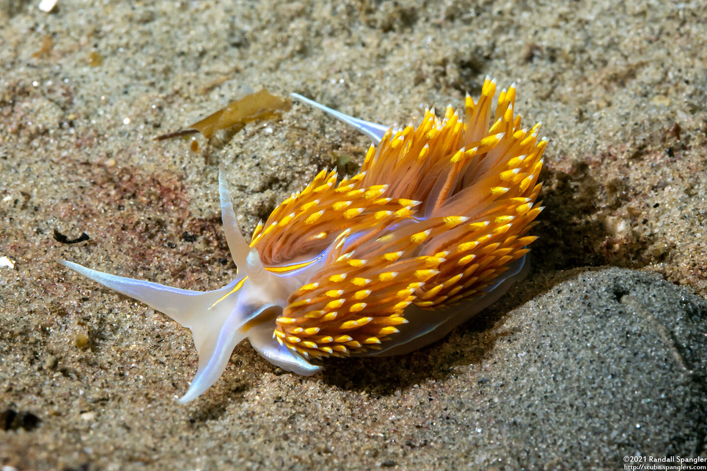 Hermissenda opalescens (Opalescent Nudibranch)