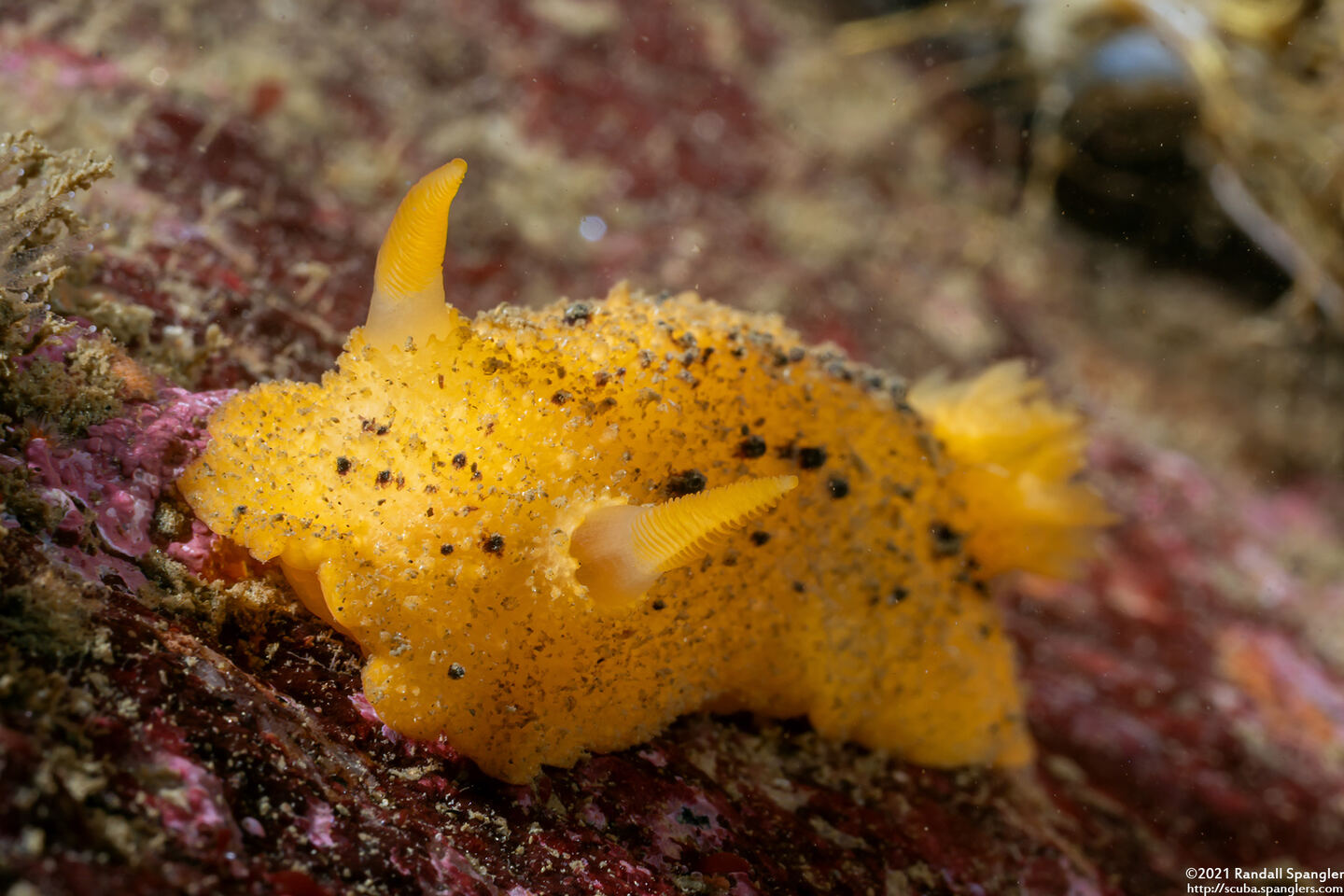 Doris montereyensis (Monterey Dorid)