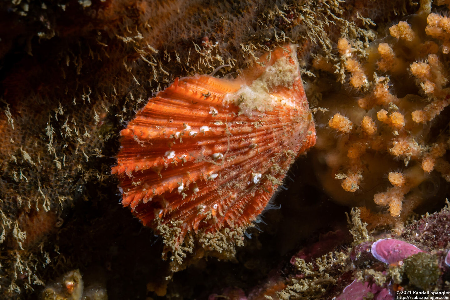Chlamys hastata (Spiny Scallop)
