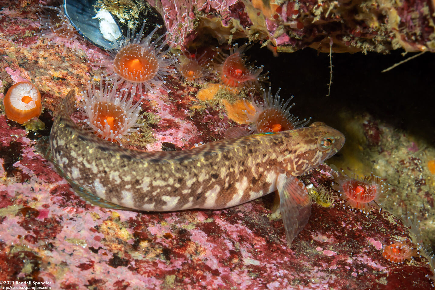 Rathbunella alleni (Stripefin Ronquil)
