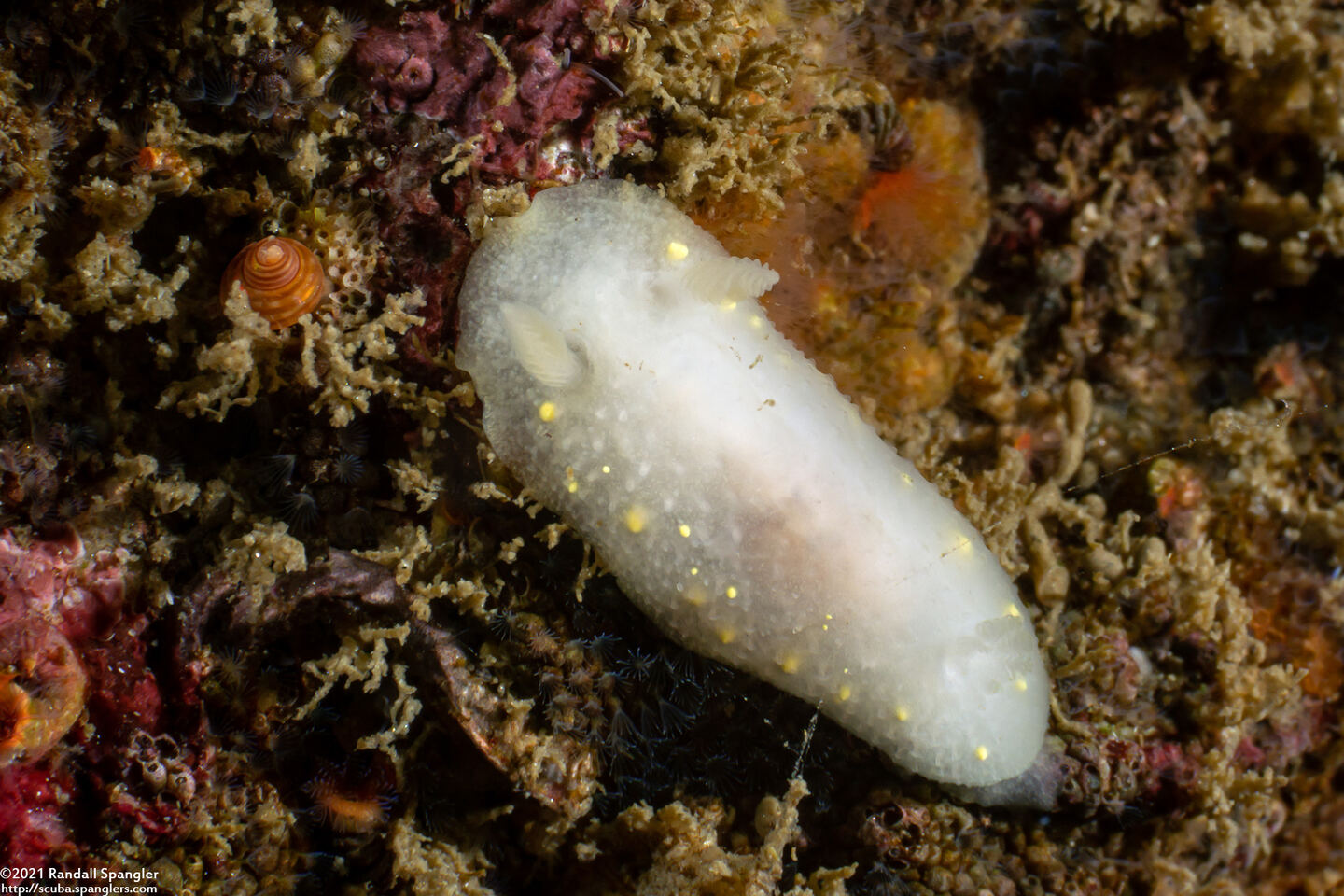 Cadlina modesta (Modest Cadlina)