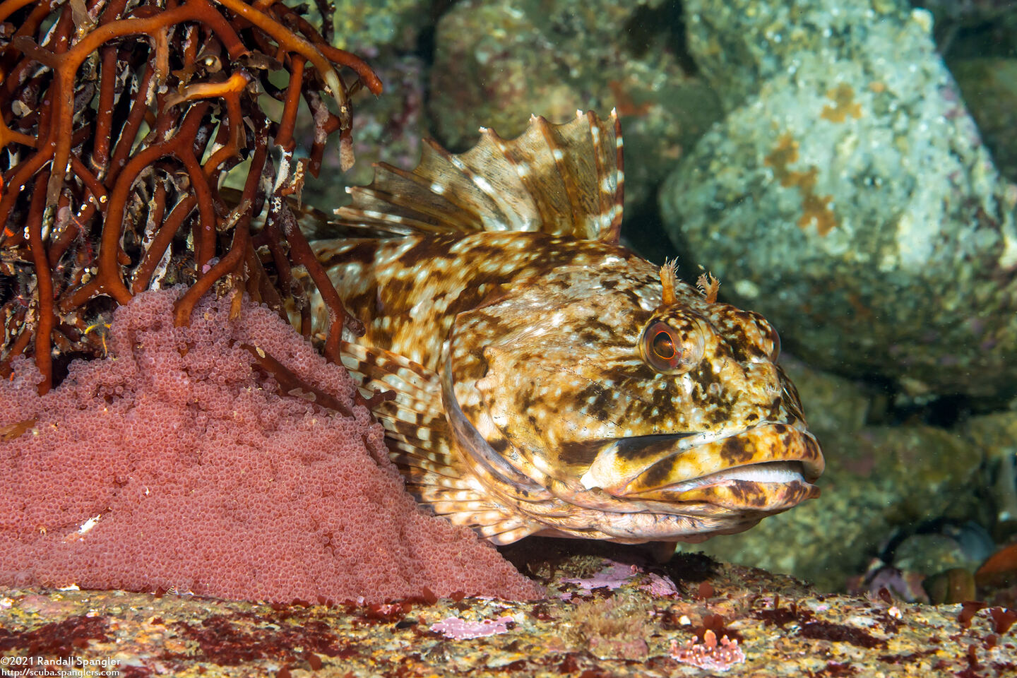 Scorpaenichthys marmoratus (Cabezon)