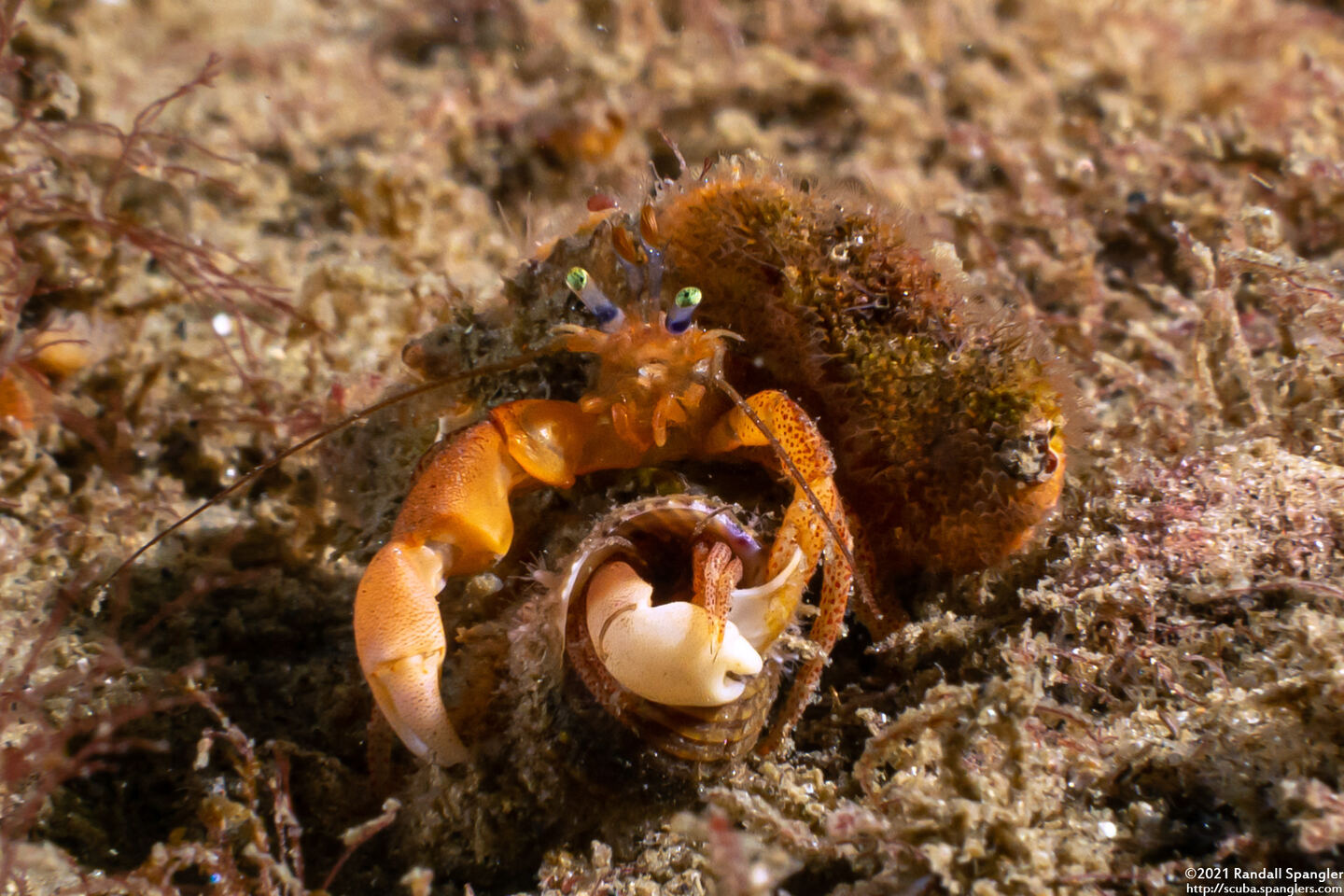 Pagurus retrorsimanus (Pagurus Retrorsimanus)