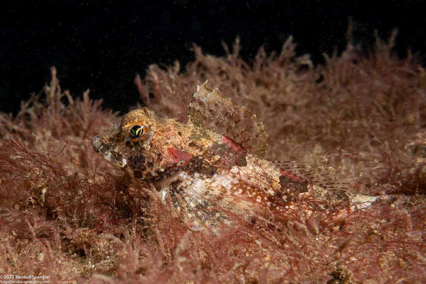 Orthonopias triacis (Snubnose Sculpin)