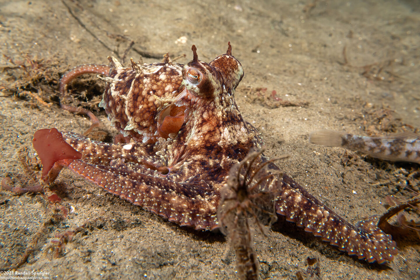 Octopus rubescens (Red Octopus)