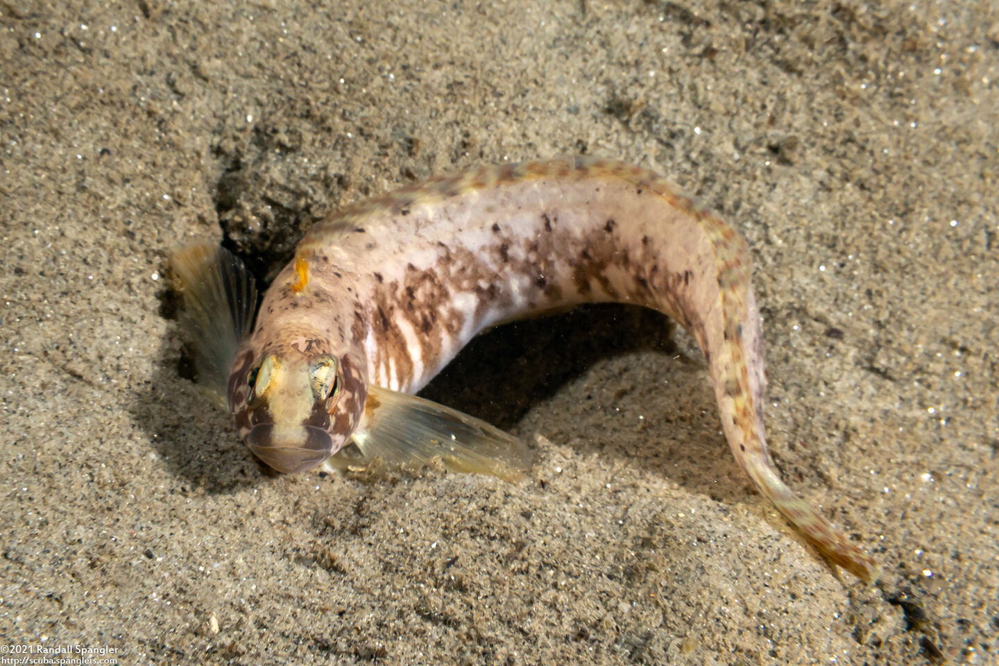 Rathbunella alleni (Stripefin Ronquil)