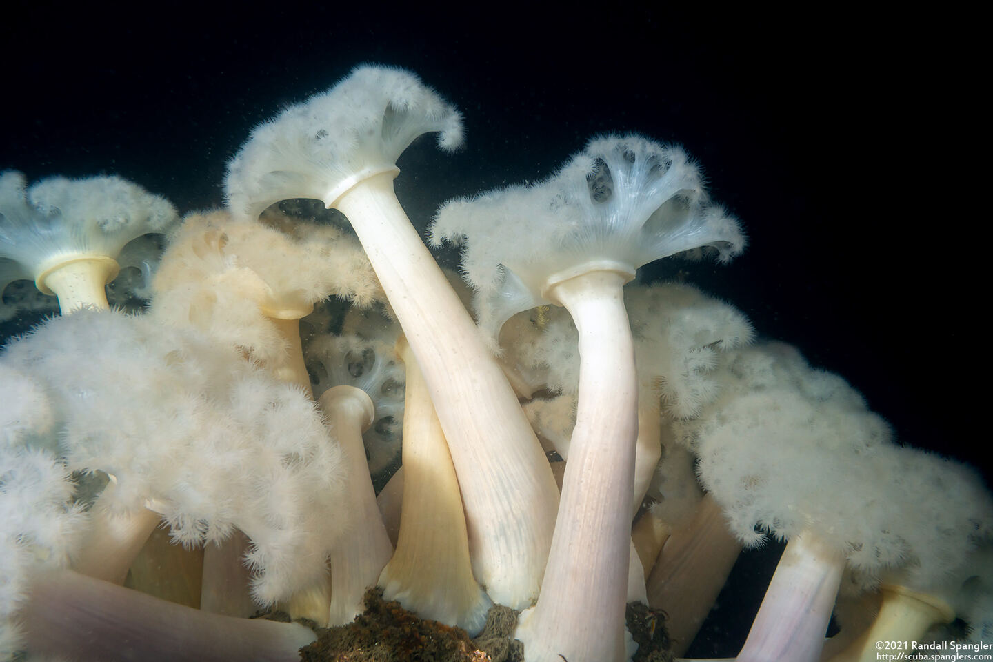Metridium farcimen (White-Plumed Anemone)