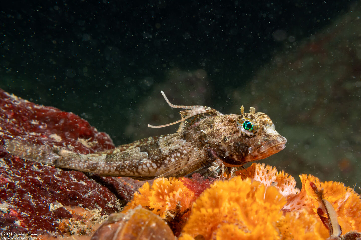 Icelinus tenuis (Spotfin Sculpin)