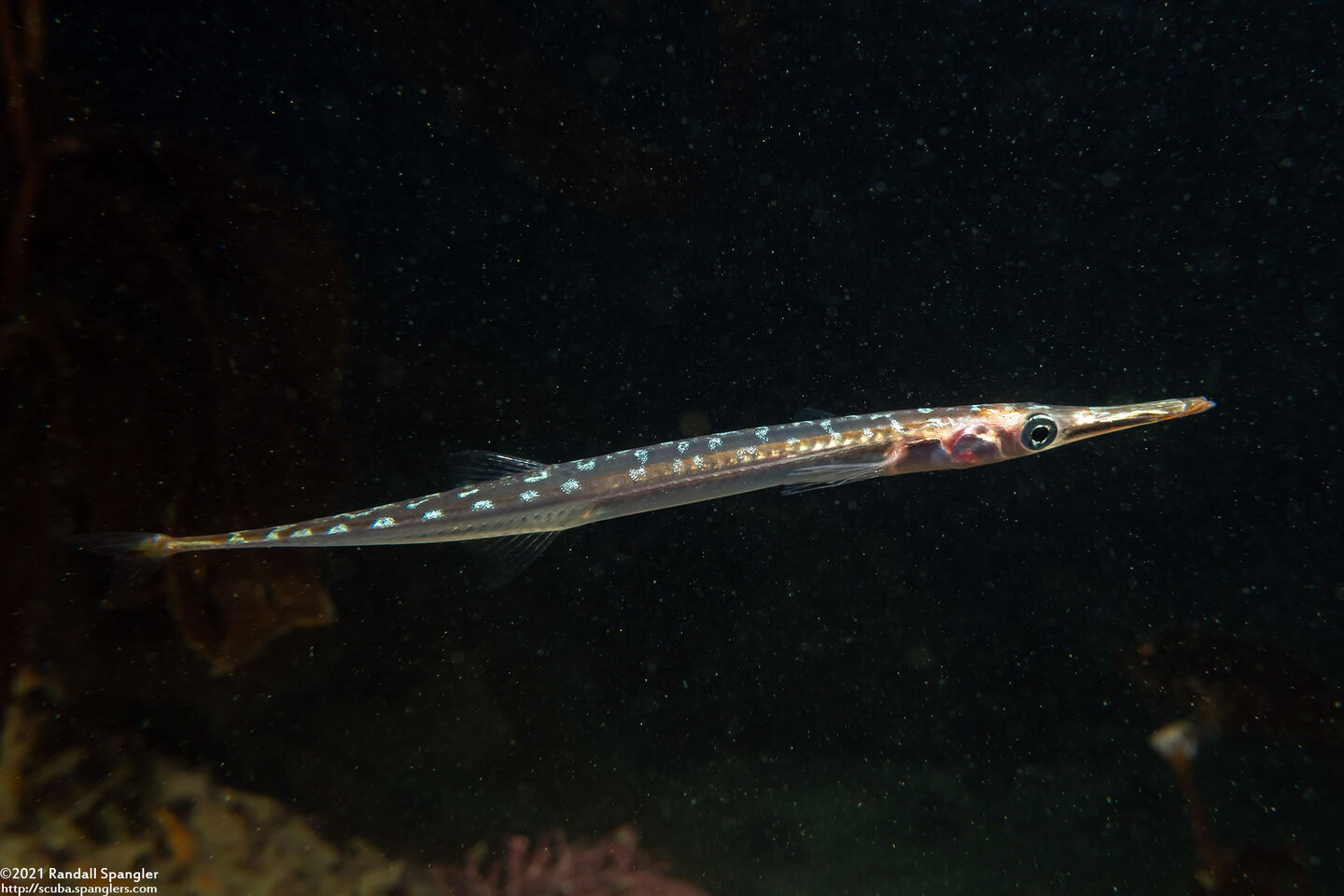 Aulorhynchus flavidus (Tubesnout)