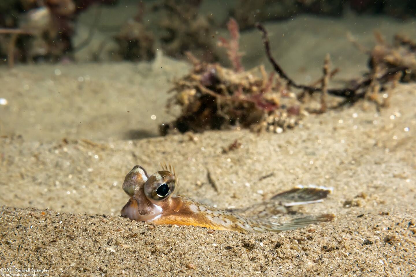 Pleuronichthys coenosus (C-O Sole)