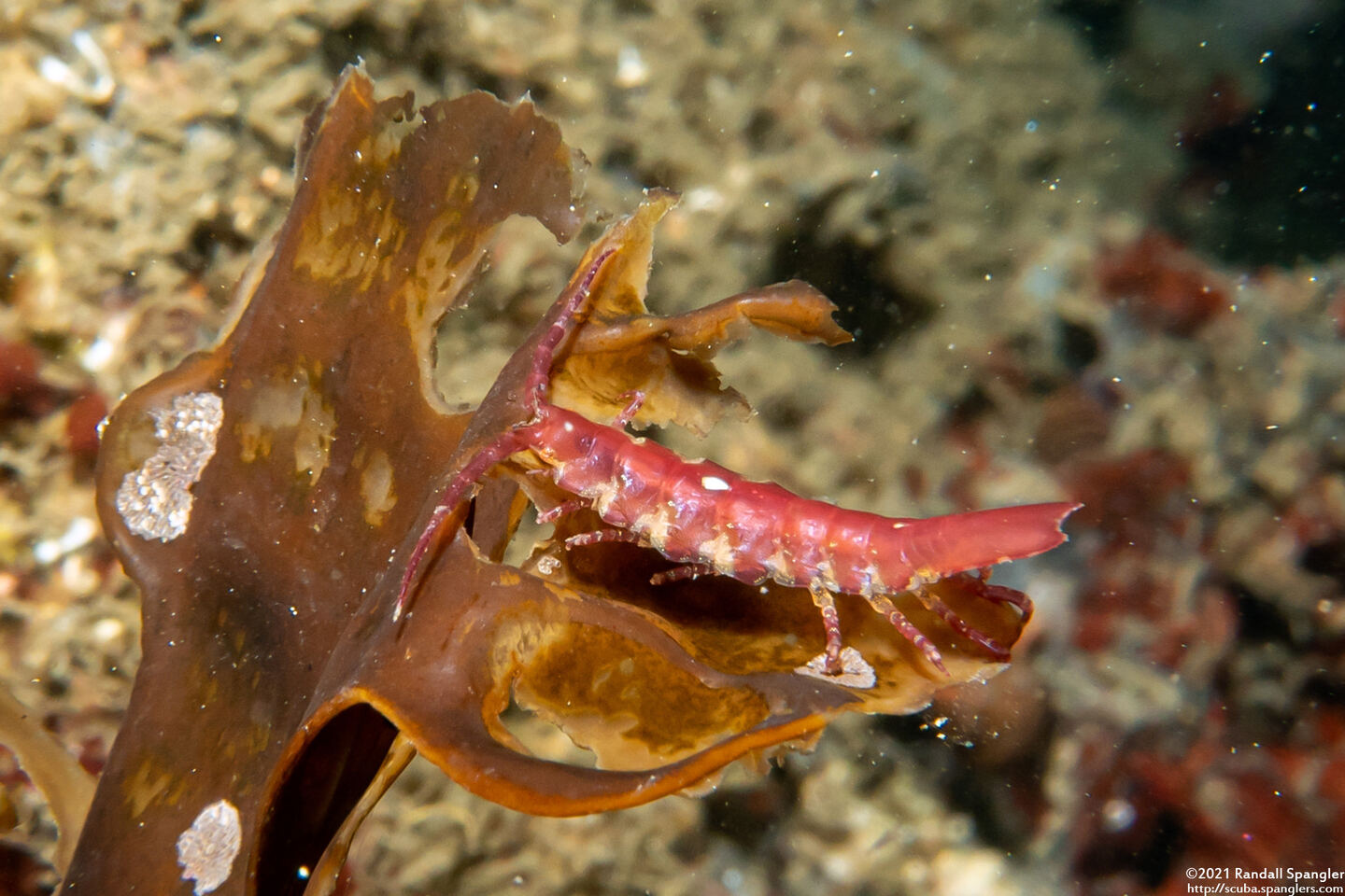 Idotea rufescens (Red Kelp Isopod)