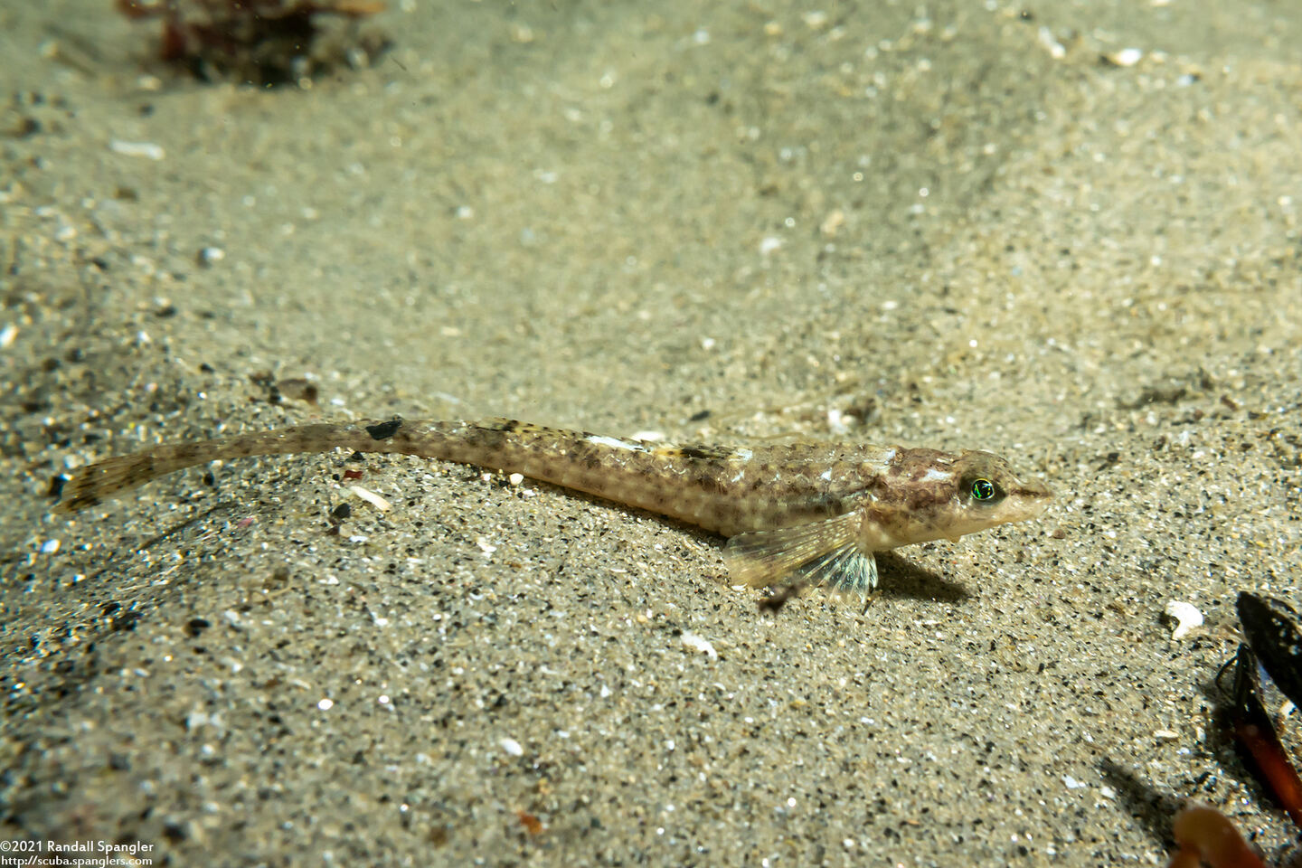 Odontopyxis trispinosa (Pygmy Poacher)