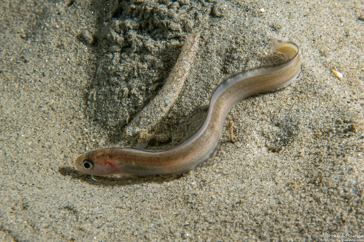 Ophidion scrippsae (Basketweave Cusk-Eel)