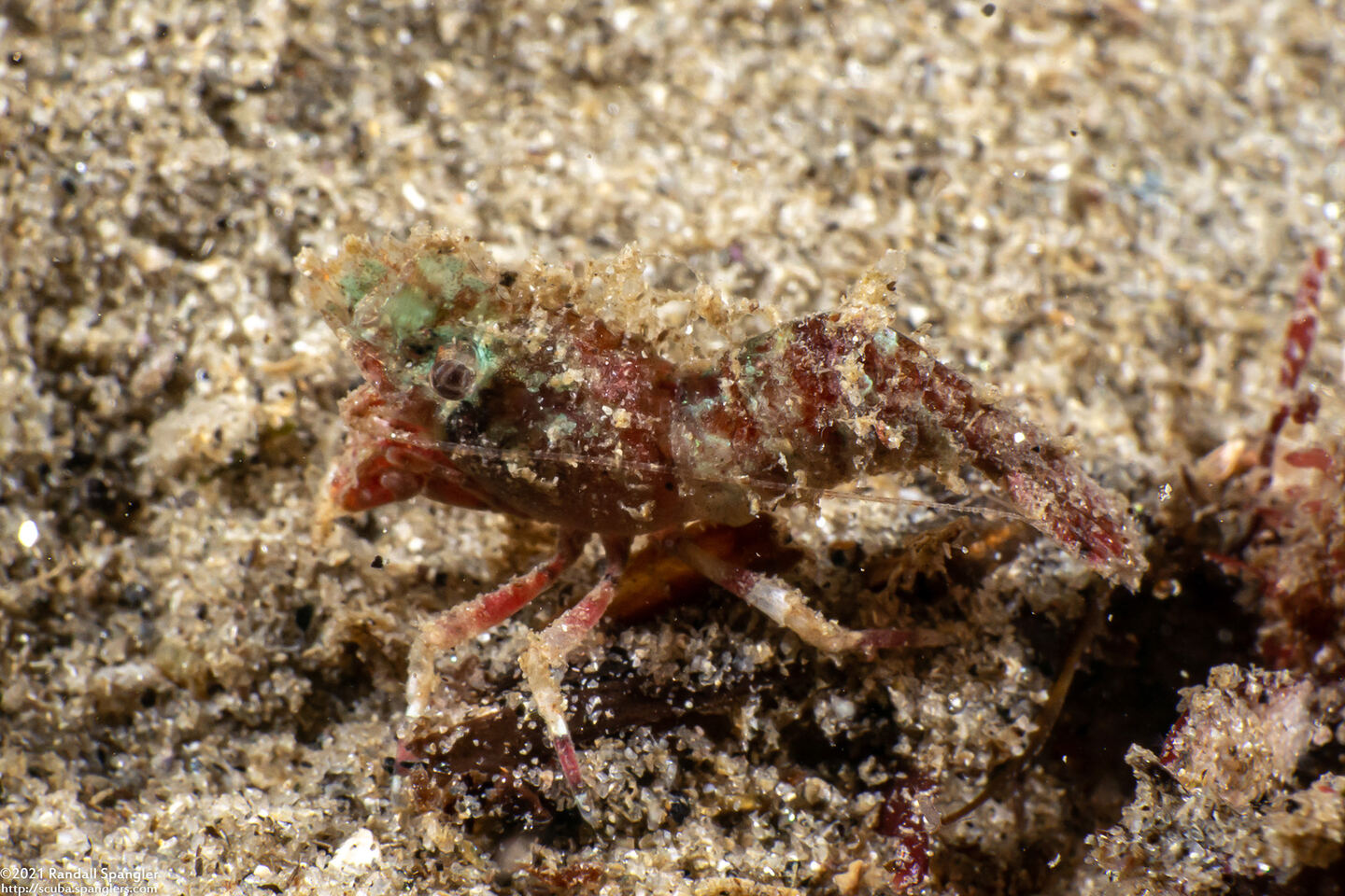 Spirontocaris lamellicornis (Dana's Blade Shrimp)