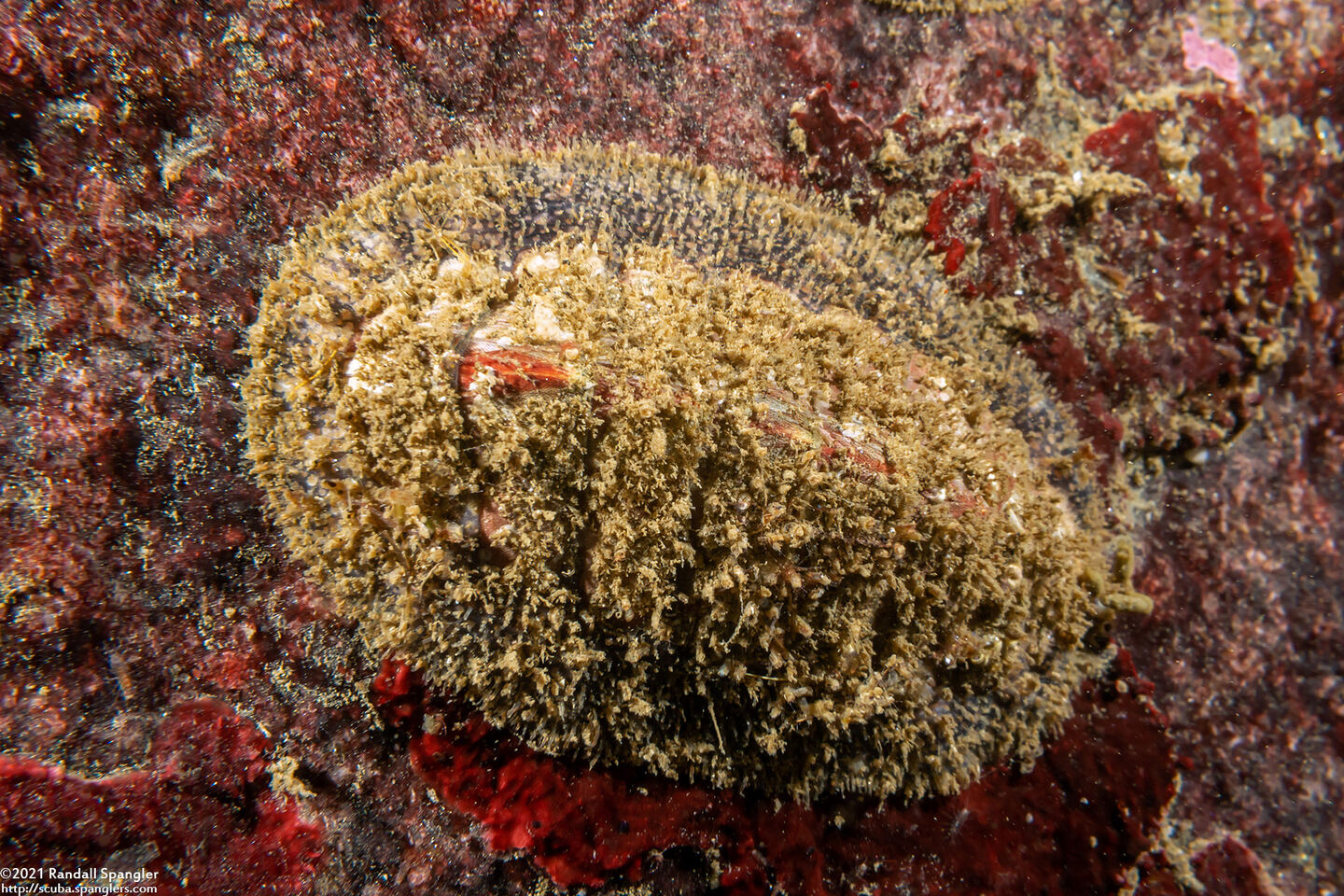 Mopalia lignosa (Woody Chiton)