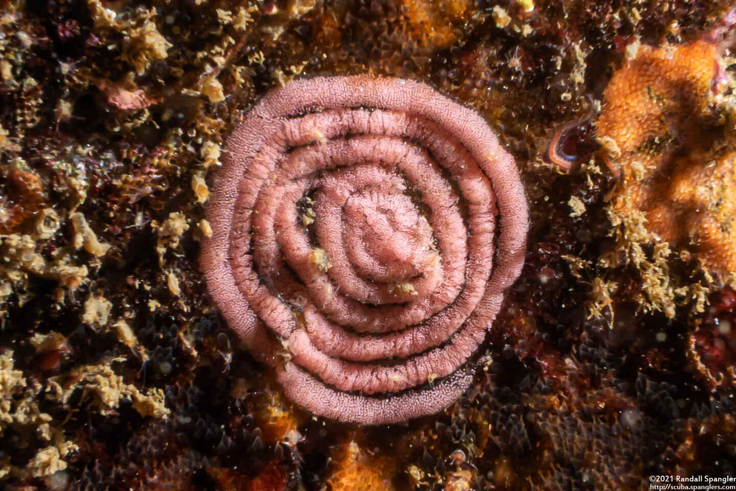 Okenia rosacea (Hopkins' Rose Nudibranch)