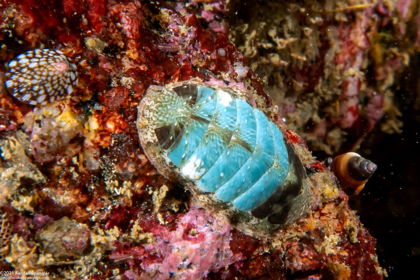 Lepidozona radians (Lepidozona Radians)