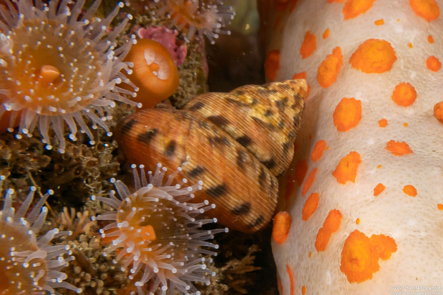 Calliostoma gloriosum (Glorious Top Snail)