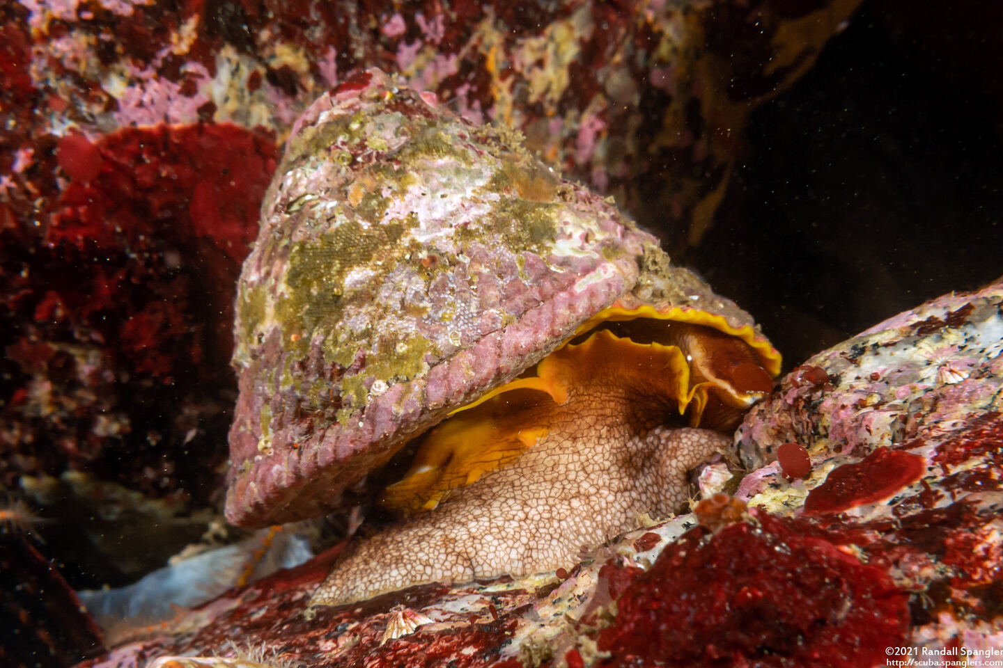 Pomaulax gibberosus (Red Top Snail)