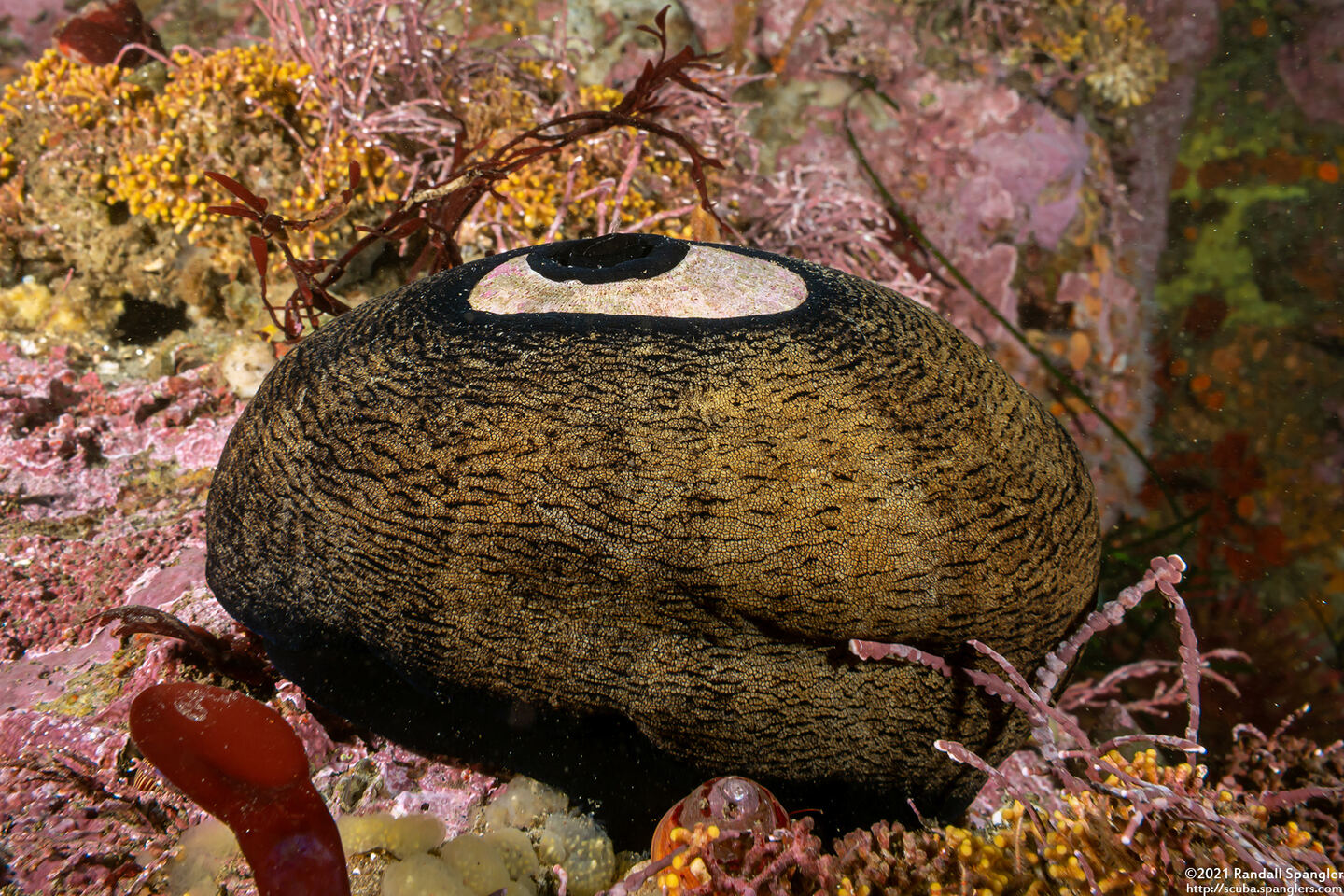 Megathura crenulata (Giant Keyhole Limpet)