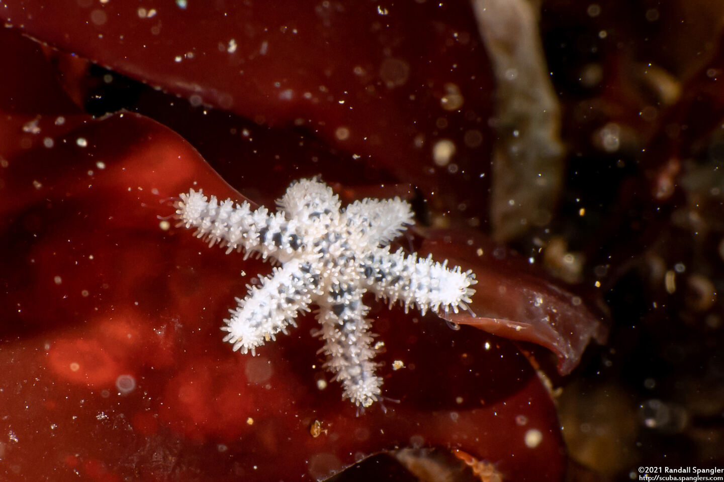 Leptasterias hexactis (Six-Arm Star)