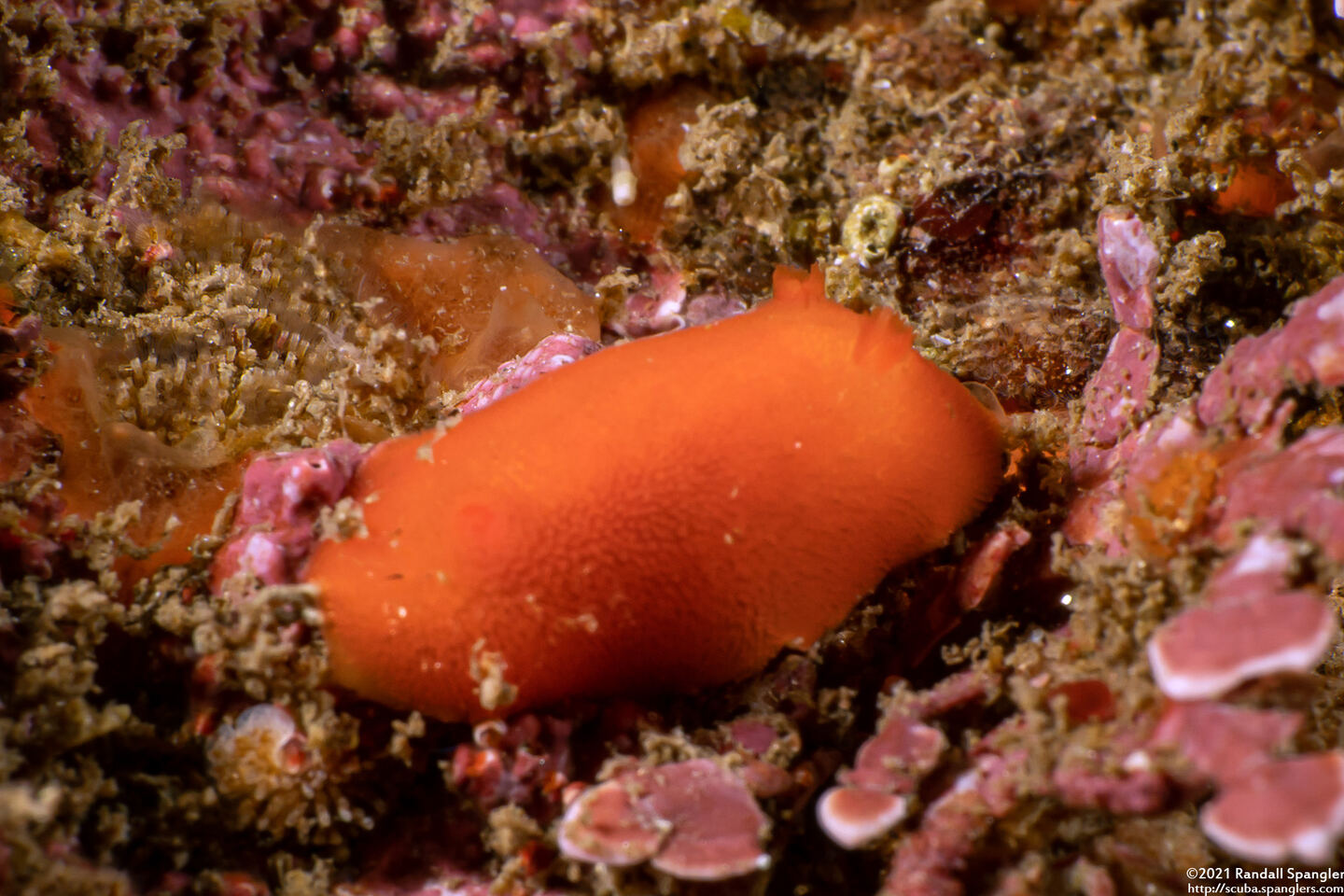 Rostanga pulchra (Red Sponge Dorid)