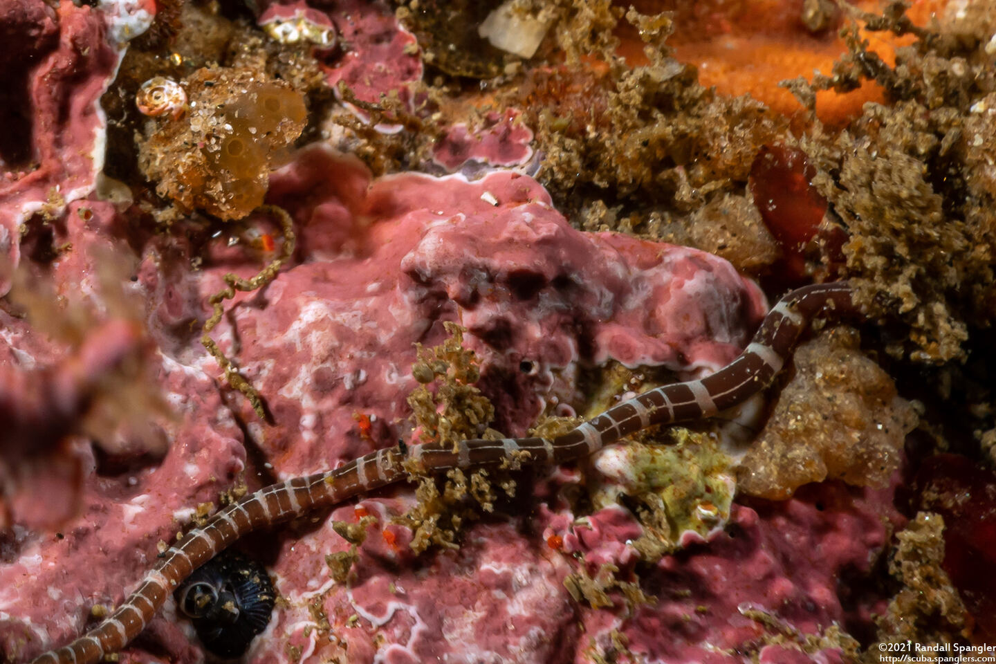 Tubulanus sexlineatus (Six-Lined Ribbon Worm)