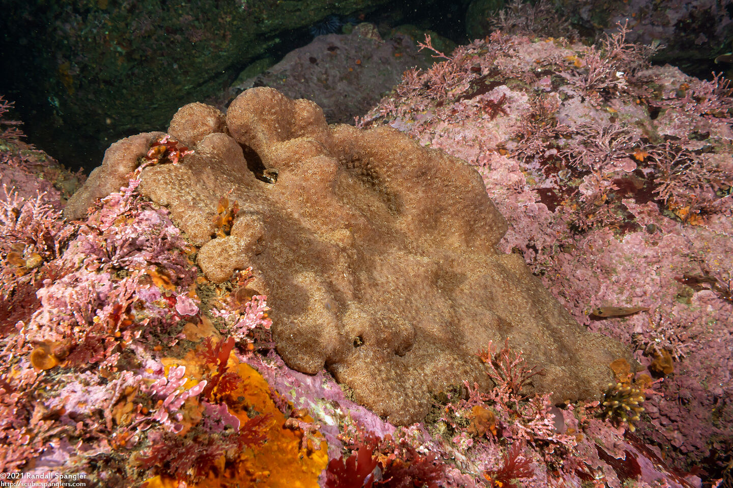 Eudistoma psammion (Eudistoma psammion)