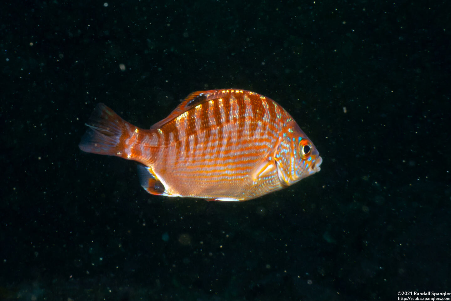 Hypsurus caryi (Rainbow Seaperch)