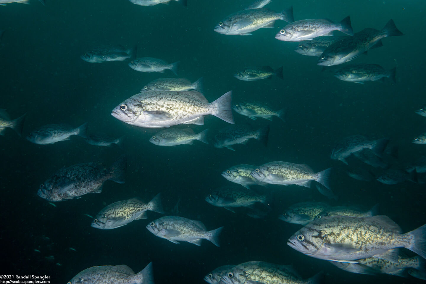 Sebastes mystinus (Blue Rockfish)