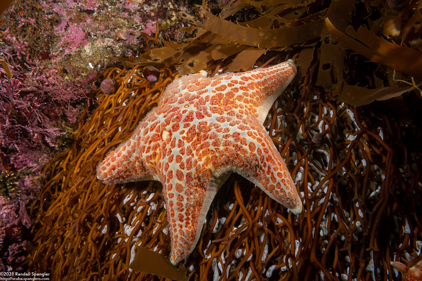 Dermasterias imbricata (Leather Star)