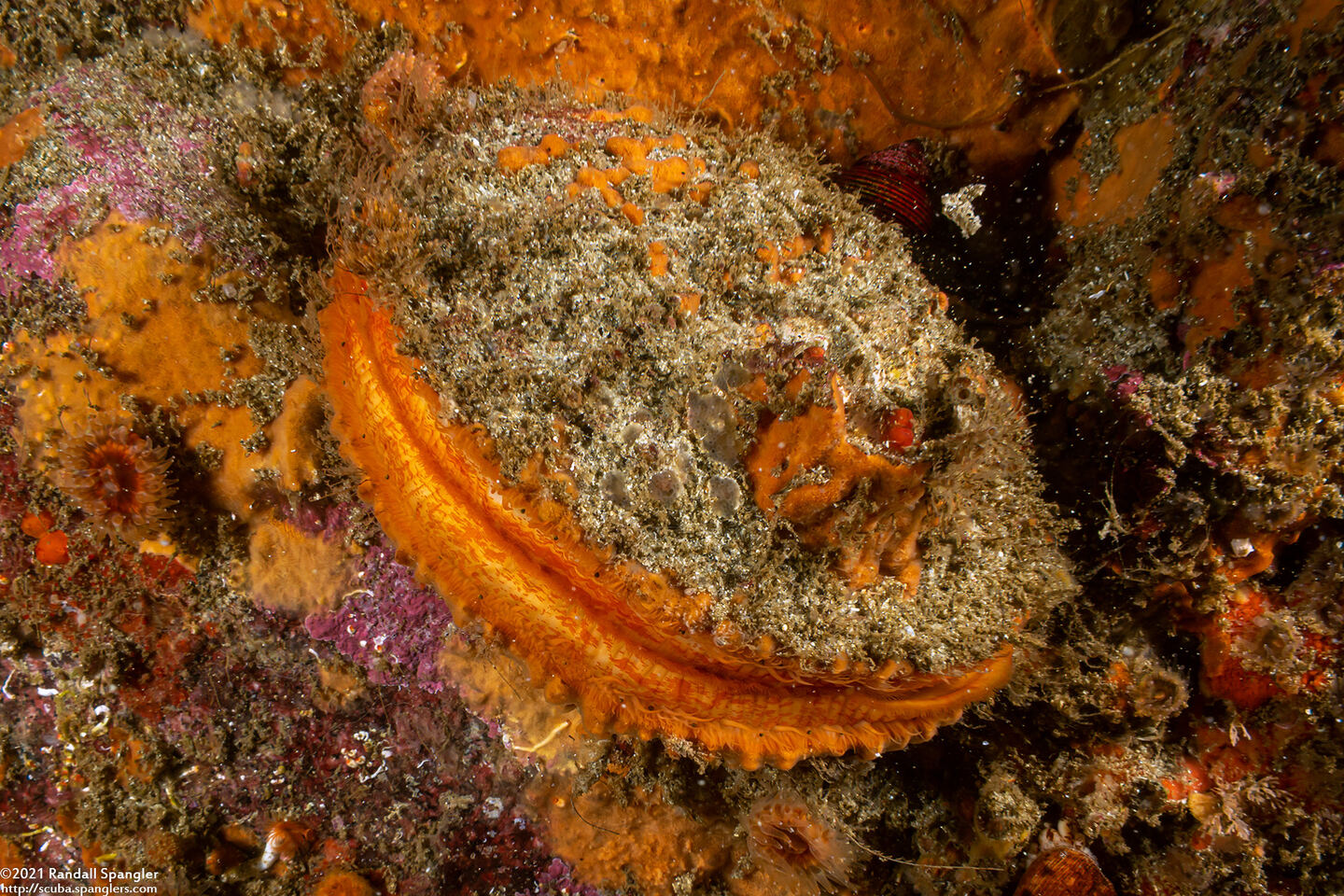 Crassadoma gigantea (Rock Scallop)