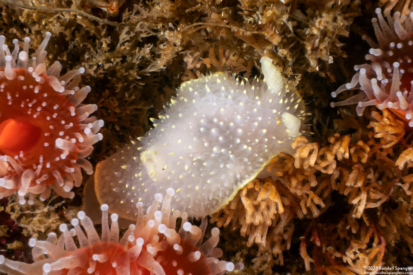 Acanthodoris hudsoni (Hudson's Horned Dorid)