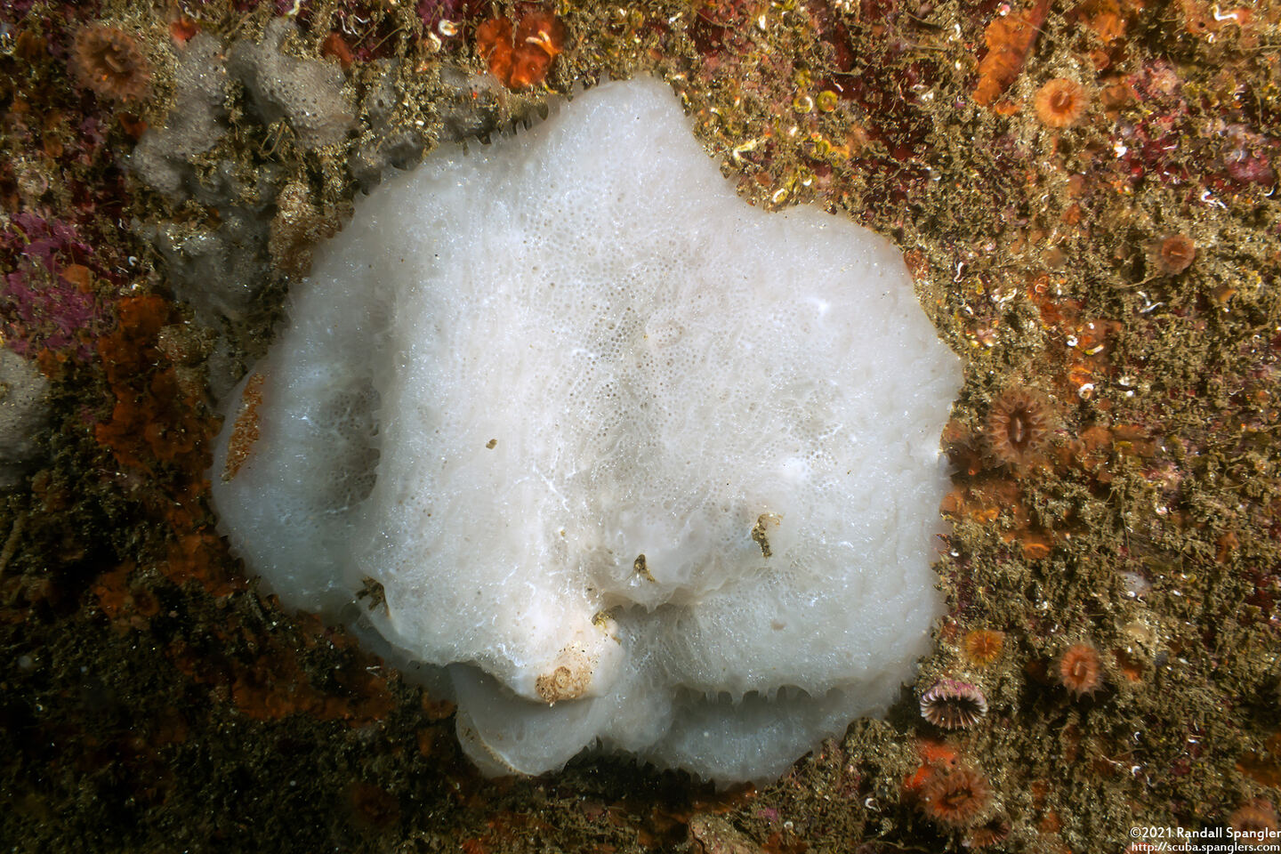 Aplidium californicum (Sea Pork)
